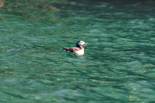 When and Where to Find Puffins in Ireland (5 spots + 1 close to Dublin)
