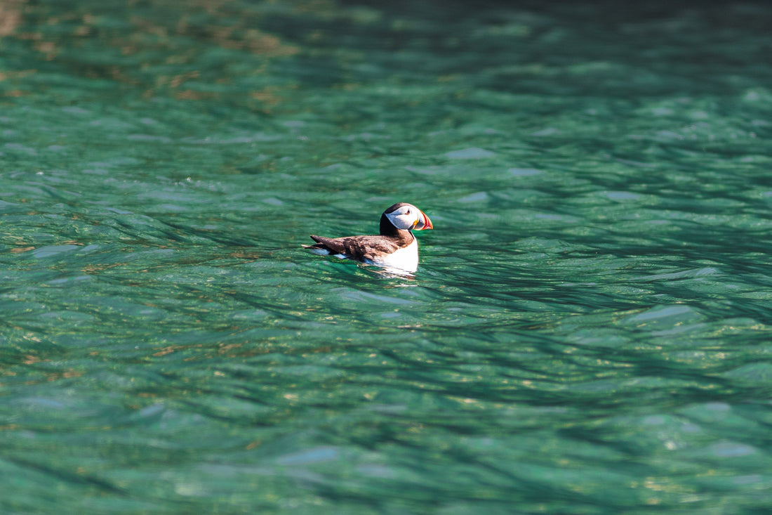 When and Where to Find Puffins in Ireland (5 spots + 1 close to Dublin)
