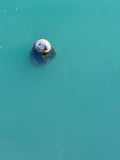 Seal surfacing in calm turquoise water in Howth Harbour