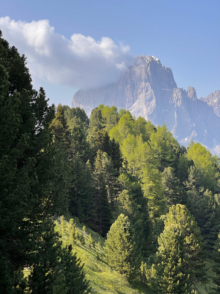 Mountainous forest in Val Gardena, Dolomites